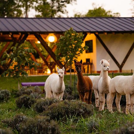 Отель The Tribe Alpaca Retreat Branesti Экстерьер фото