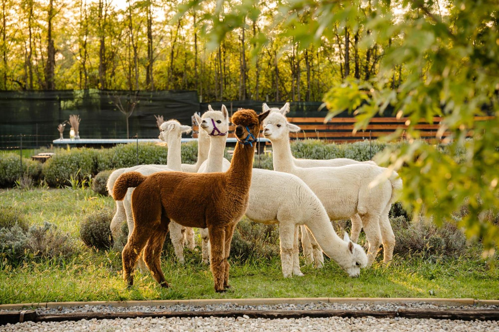 Отель The Tribe Alpaca Retreat Branesti Экстерьер фото