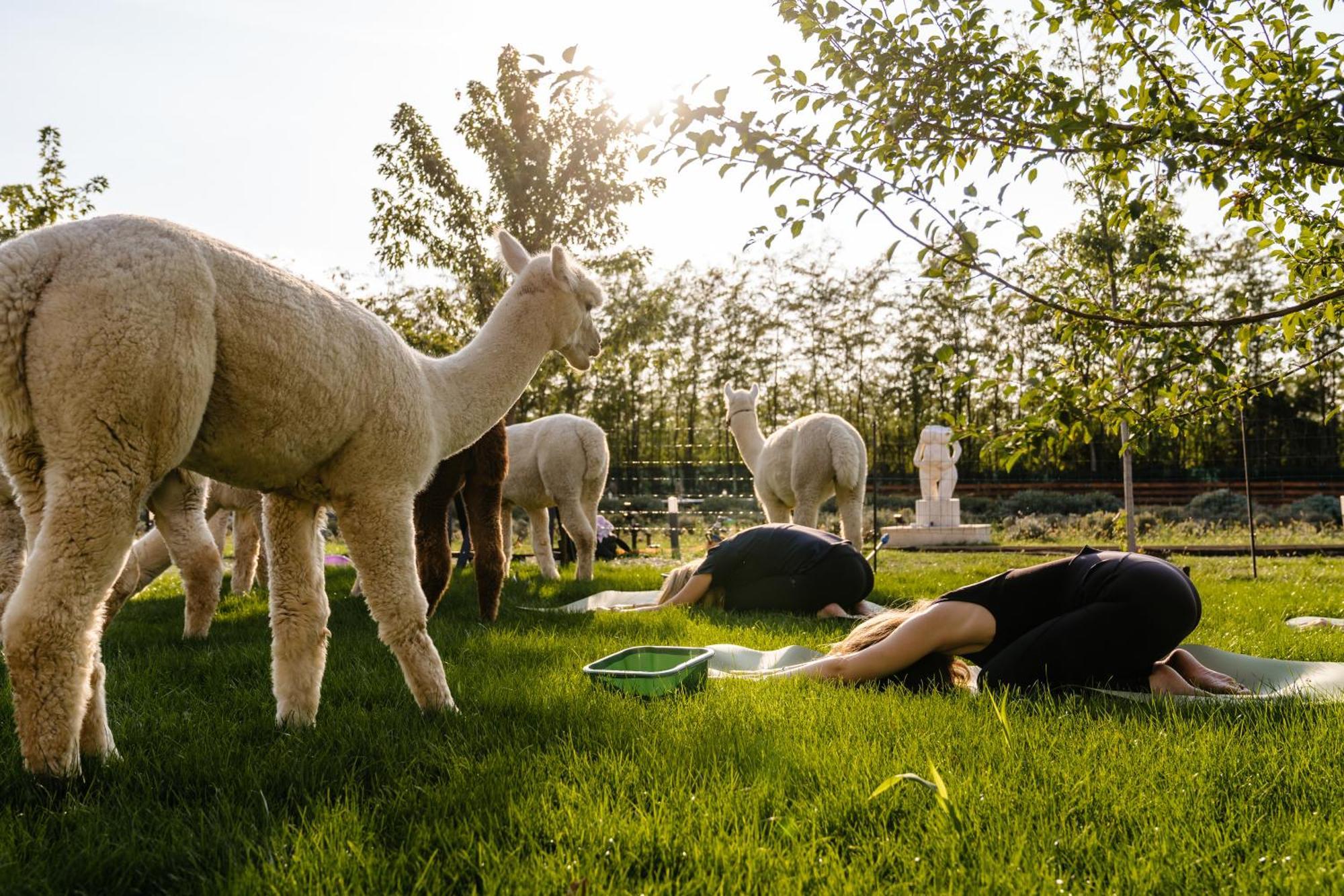 Отель The Tribe Alpaca Retreat Branesti Экстерьер фото