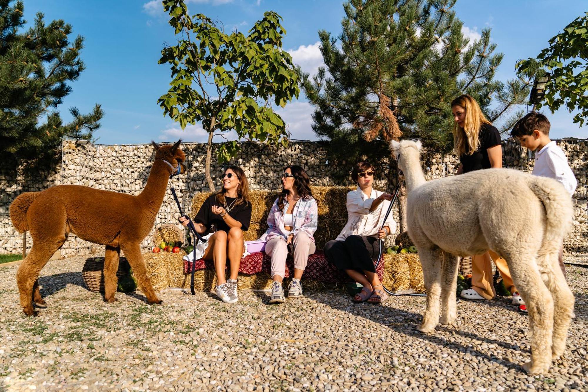 Отель The Tribe Alpaca Retreat Branesti Экстерьер фото